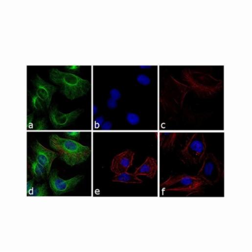 Thermo Fisher, Invitrogen, Goat anti-Rabbit IgG (H+L) Cross-Adsorbed Secondary Antibody, FITC, 1.5 mg, 31583
